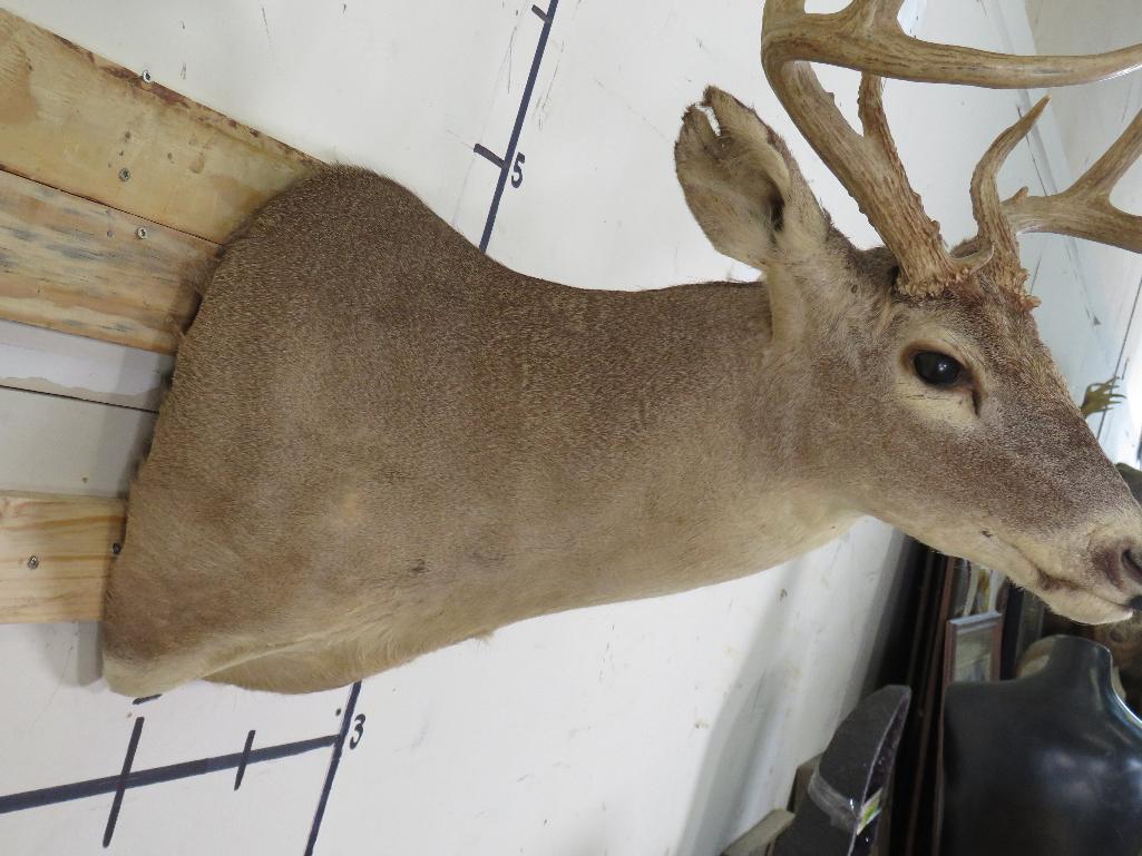 8 Pt Whitetail Sh Mt TAXIDERMY