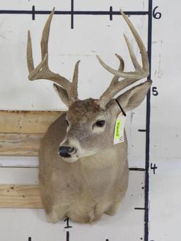 8 Pt Whitetail Sh Mt TAXIDERMY