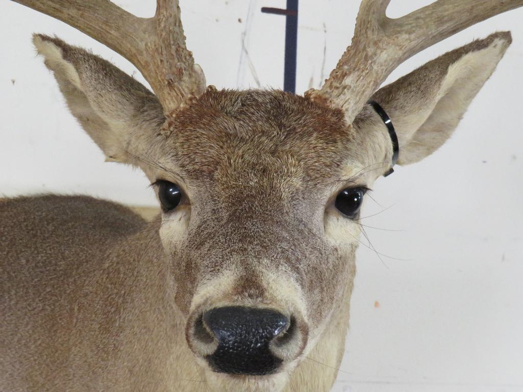 8 Pt Whitetail Sh Mt TAXIDERMY