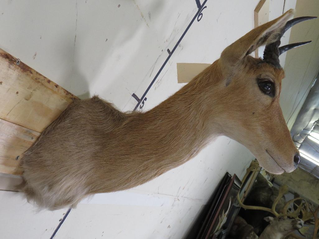 Reedbuck Sh Mt TAXIDERMY