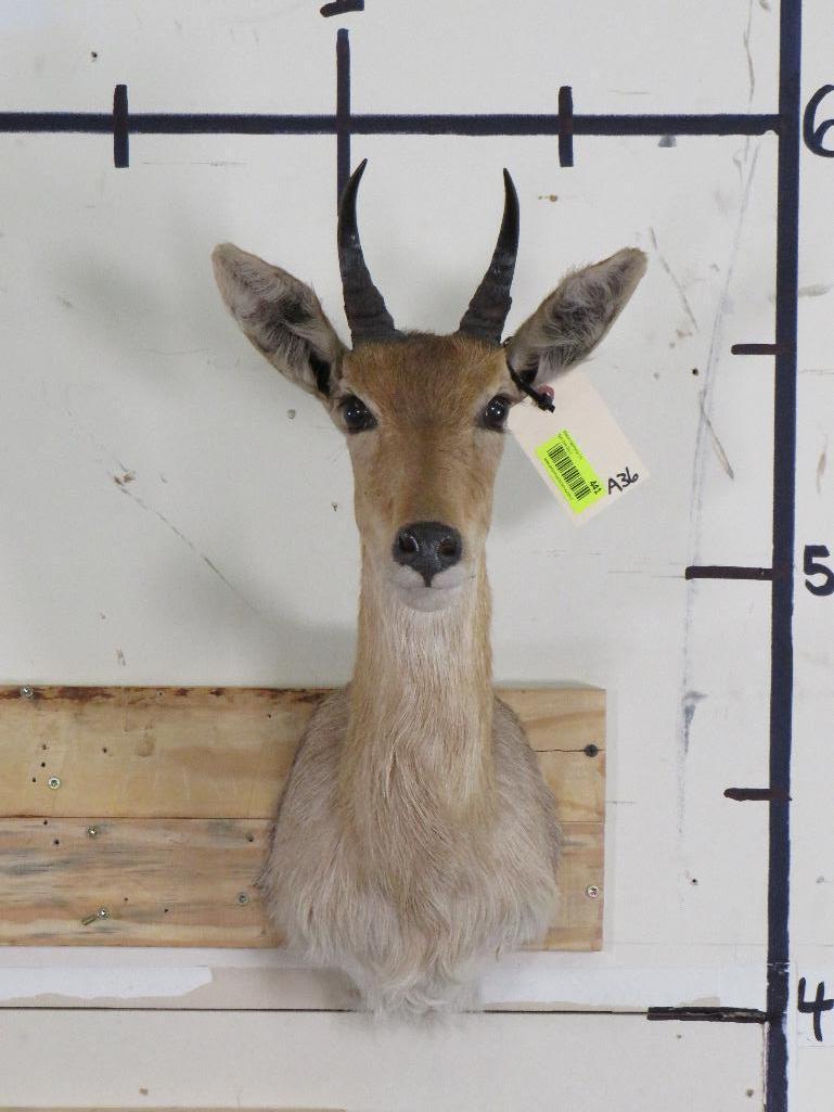 Reedbuck Sh Mt TAXIDERMY