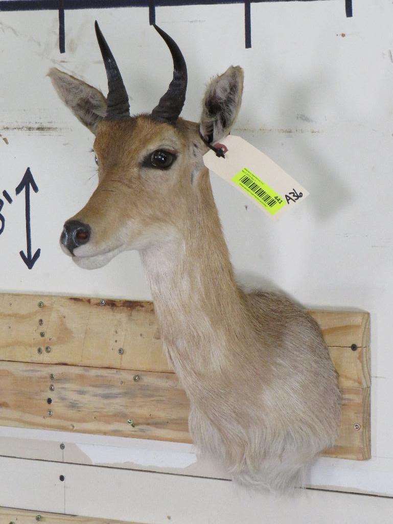 Reedbuck Sh Mt TAXIDERMY