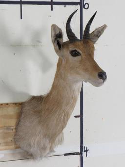 Reedbuck Sh Mt TAXIDERMY