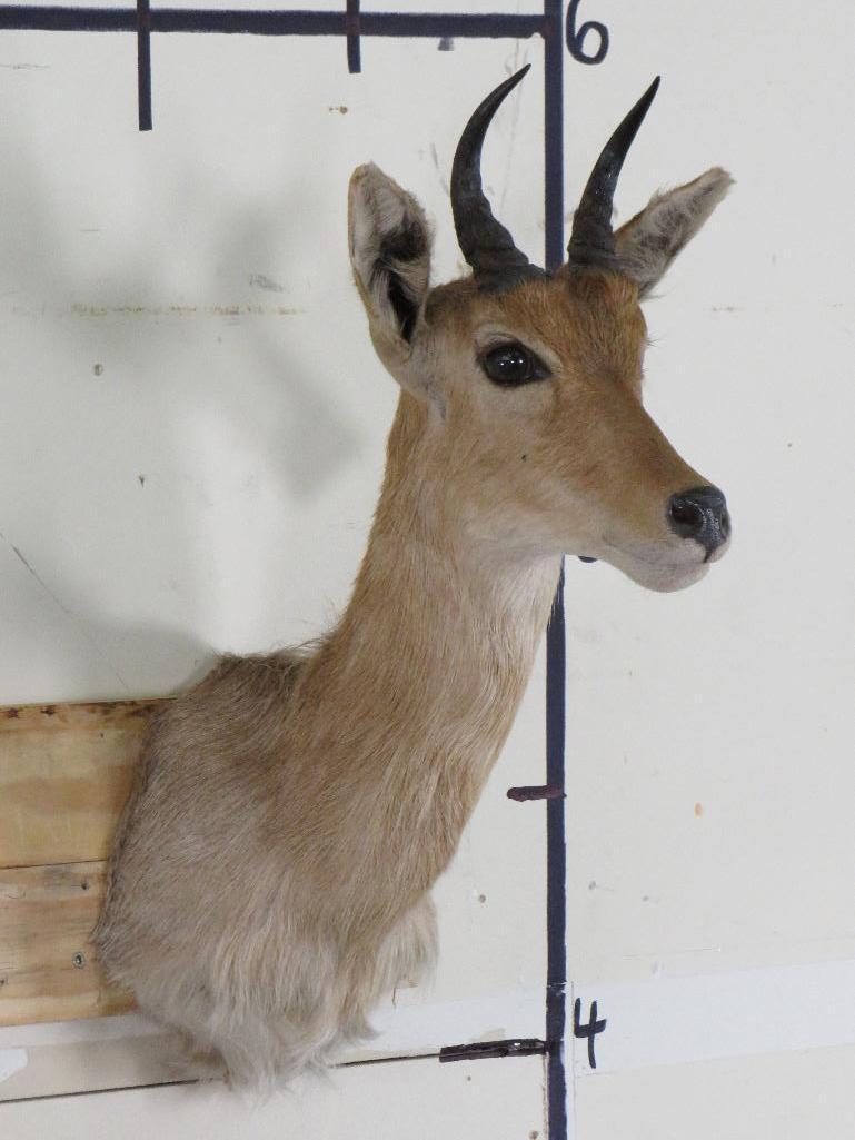 Reedbuck Sh Mt TAXIDERMY