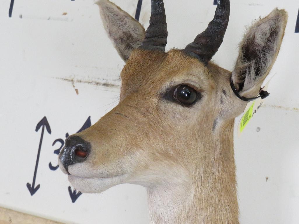 Reedbuck Sh Mt TAXIDERMY