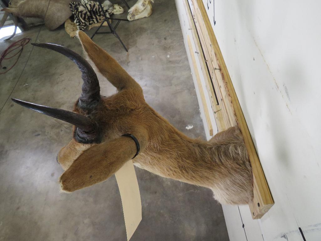 Reedbuck Sh Mt TAXIDERMY