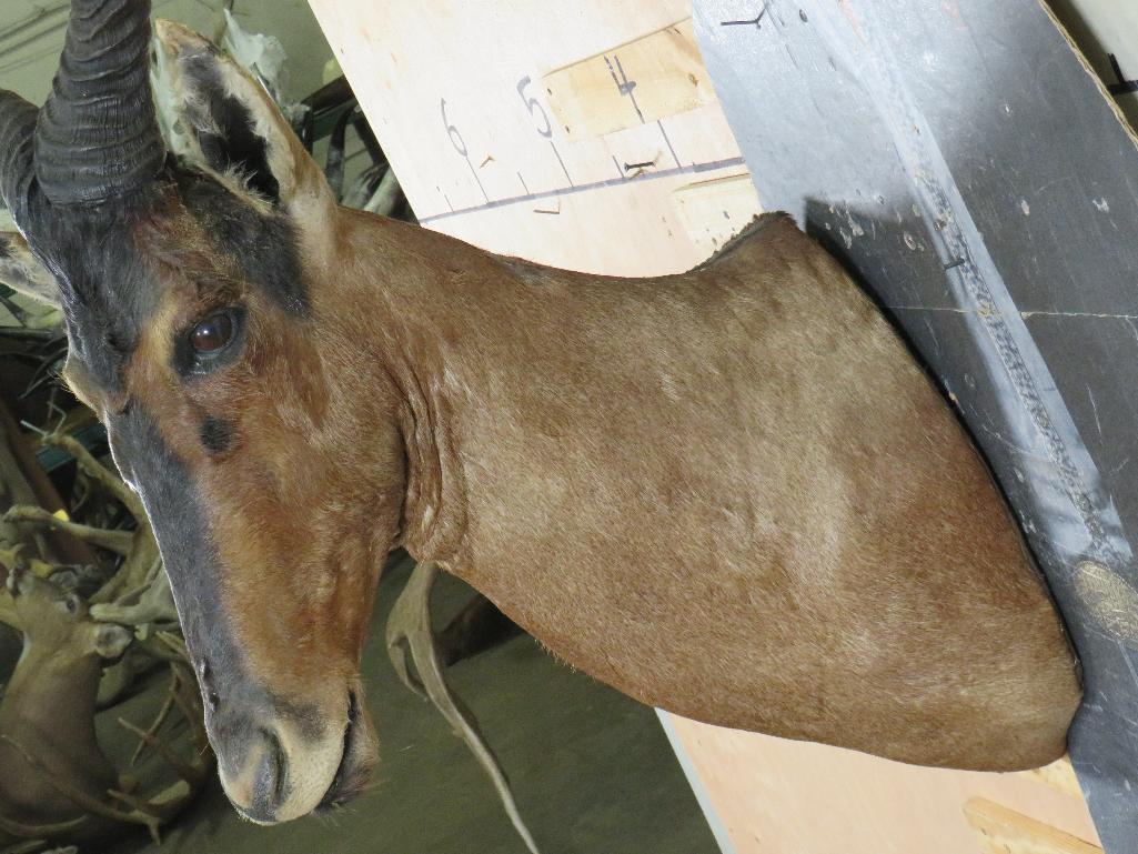 Red Hartebeest Sh Mt TAXIDERMY