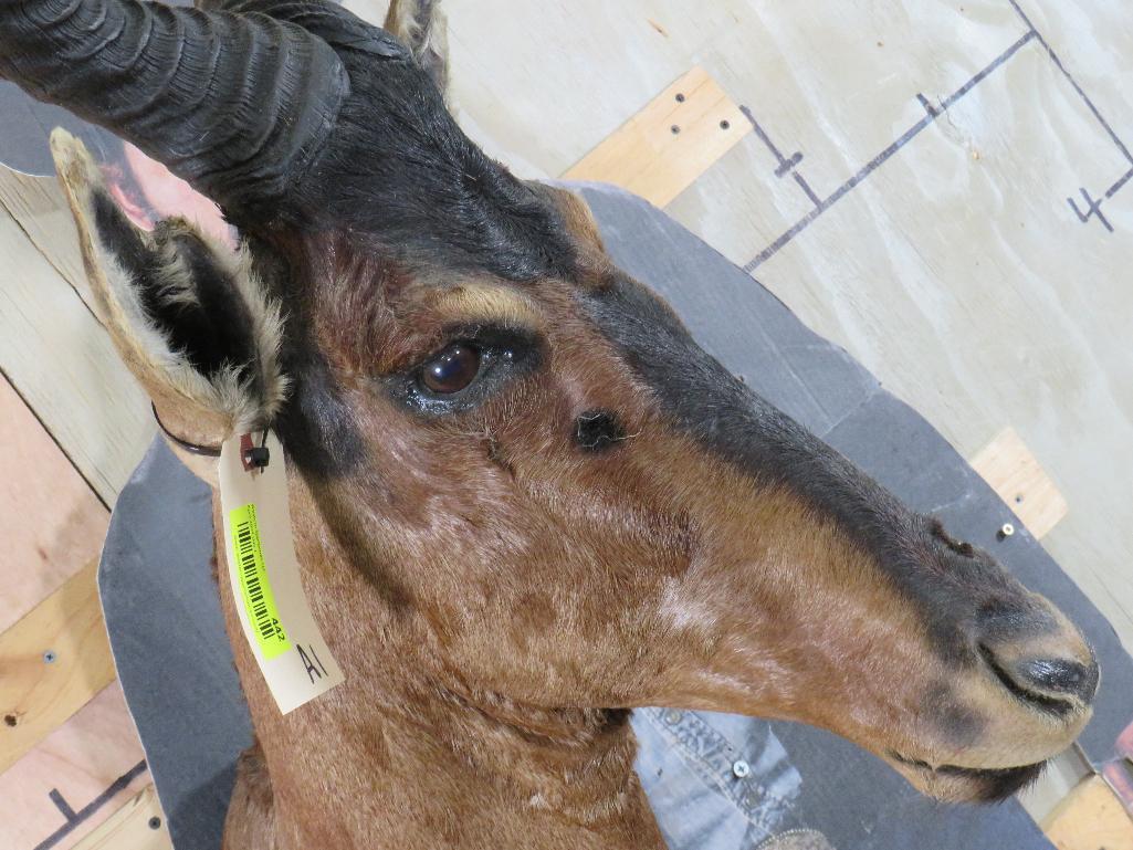 Red Hartebeest Sh Mt TAXIDERMY