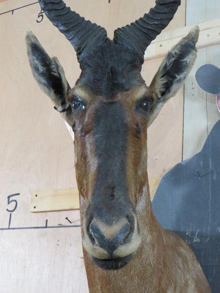 Red Hartebeest Sh Mt TAXIDERMY