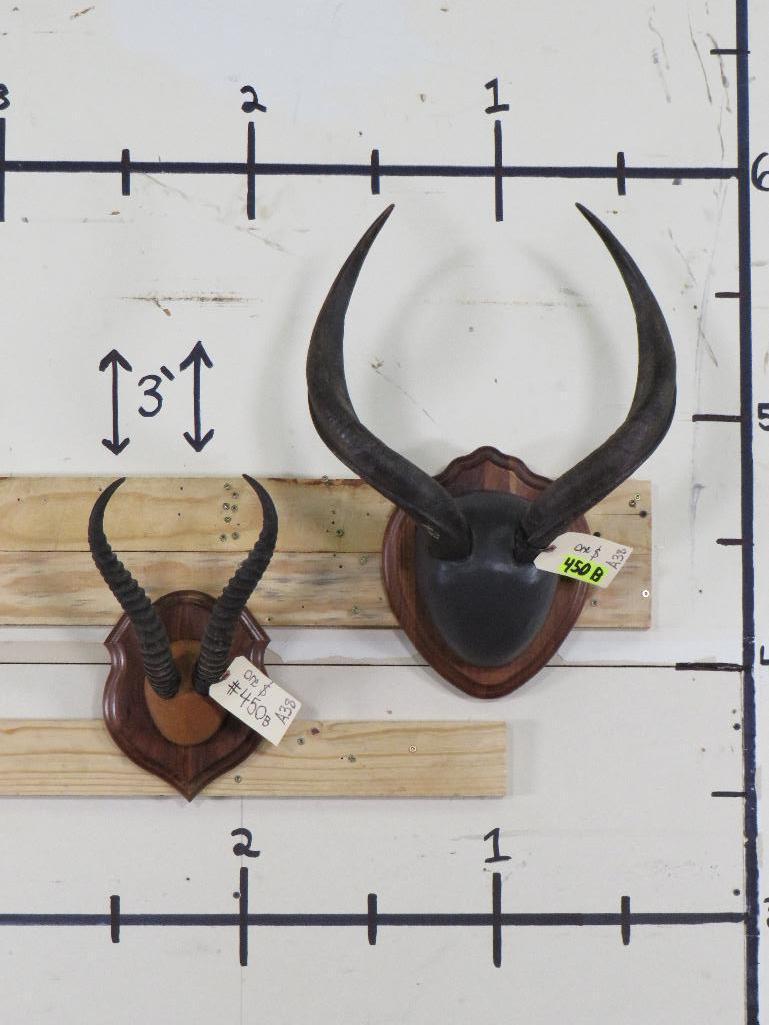 Nyala & Springbok Racks on Plaques (ONE$) TAXIDERMY