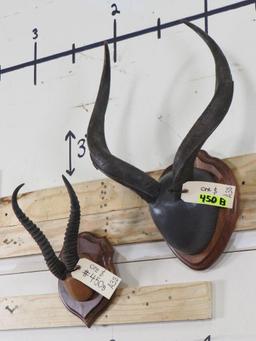 Nyala & Springbok Racks on Plaques (ONE$) TAXIDERMY