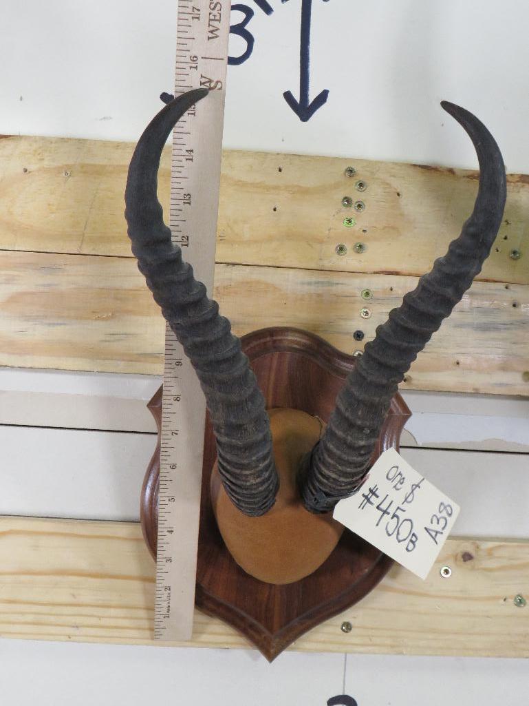 Nyala & Springbok Racks on Plaques (ONE$) TAXIDERMY