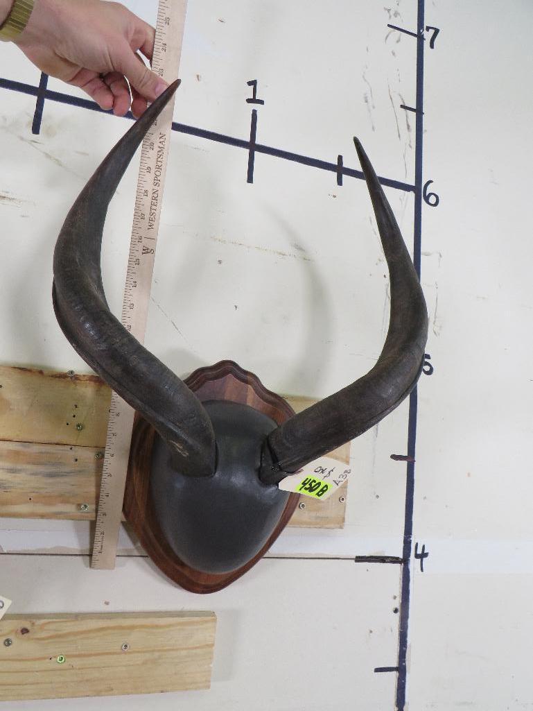 Nyala & Springbok Racks on Plaques (ONE$) TAXIDERMY