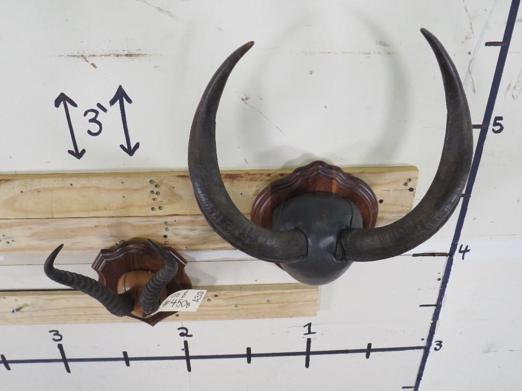 Nyala & Springbok Racks on Plaques (ONE$) TAXIDERMY