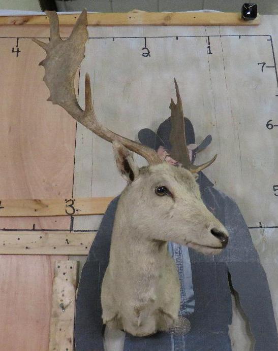 Vintage/Dusty White Fallow Sh Mt TAXIDERMY