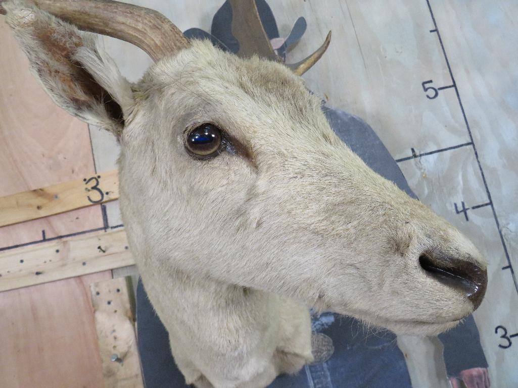 Vintage/Dusty White Fallow Sh Mt TAXIDERMY