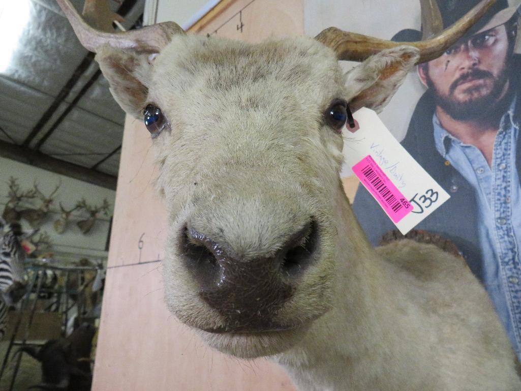 Vintage/Dusty White Fallow Sh Mt TAXIDERMY