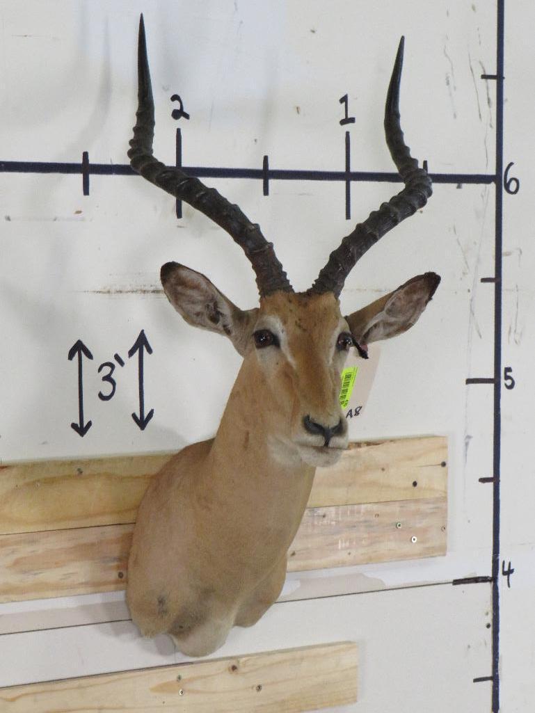 Impala Sh Mt TAXIDERMY