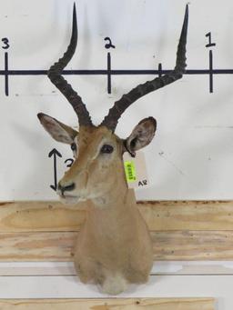 Impala Sh Mt TAXIDERMY