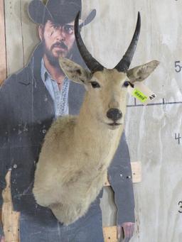 Reedbuck Sh Mt TAXIDERMY