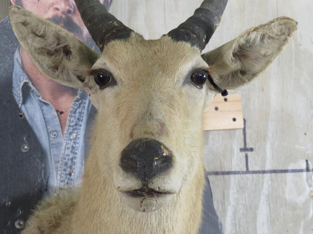 Reedbuck Sh Mt TAXIDERMY