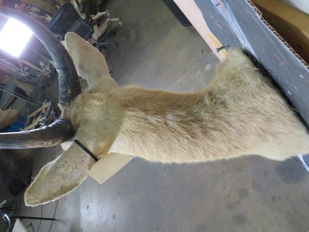 Reedbuck Sh Mt TAXIDERMY