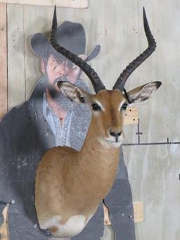 Impala Sh Mt TAXIDERMY