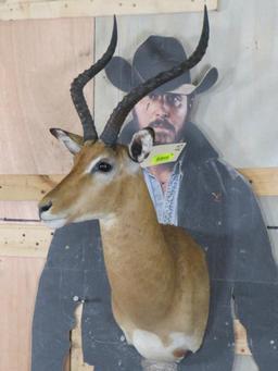 Impala Sh Mt TAXIDERMY