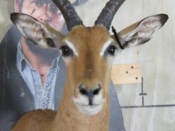 Impala Sh Mt TAXIDERMY