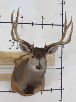 Mule Deer Sh Mt on Plaque w/Big Rack & Busted Nose TAXIDERMY