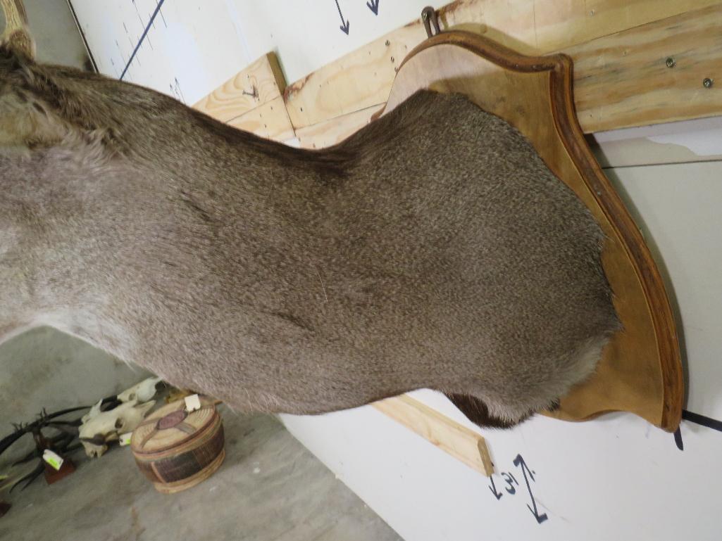 Mule Deer Sh Mt on Plaque w/Big Rack & Busted Nose TAXIDERMY