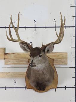 Mule Deer Sh Mt on Plaque w/Big Rack & Busted Nose TAXIDERMY