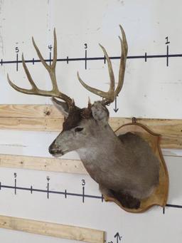 Mule Deer Sh Mt on Plaque w/Big Rack & Busted Nose TAXIDERMY