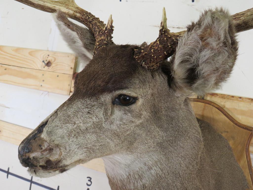 Mule Deer Sh Mt on Plaque w/Big Rack & Busted Nose TAXIDERMY