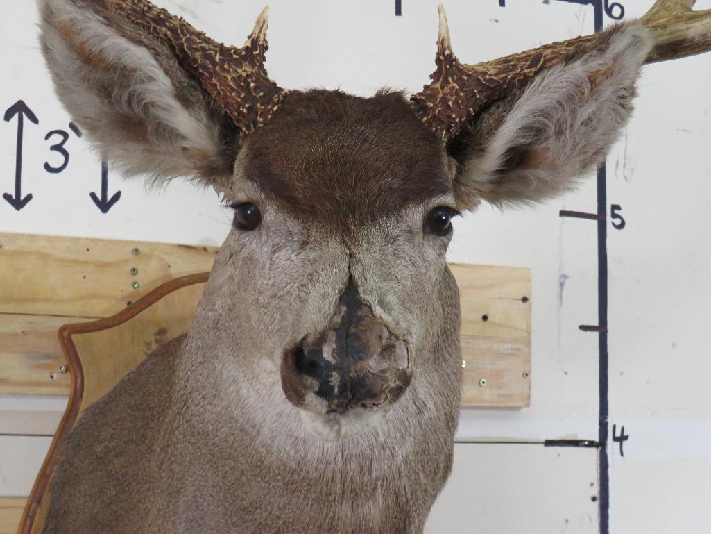 Mule Deer Sh Mt on Plaque w/Big Rack & Busted Nose TAXIDERMY