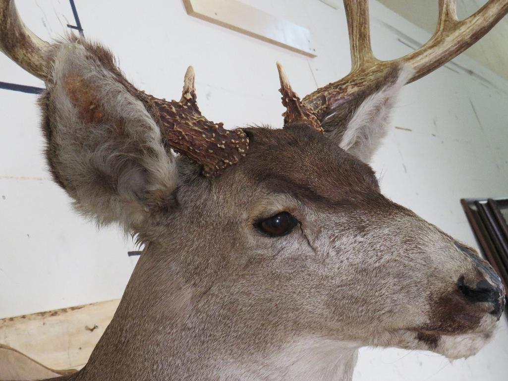 Mule Deer Sh Mt on Plaque w/Big Rack & Busted Nose TAXIDERMY