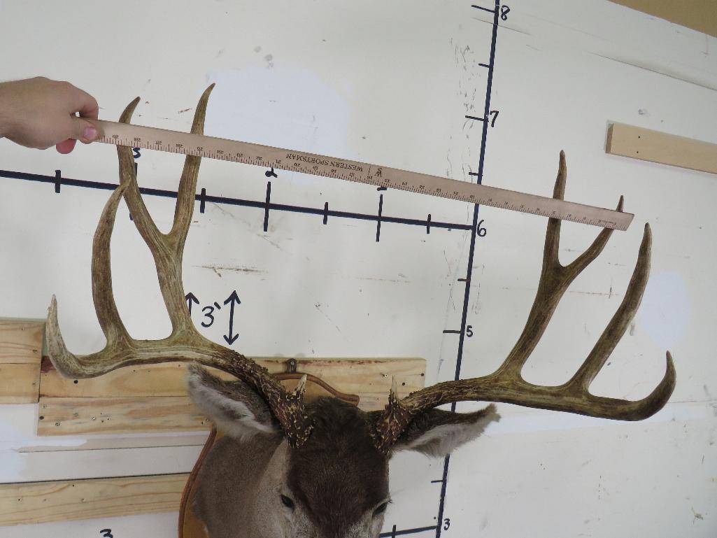 Mule Deer Sh Mt on Plaque w/Big Rack & Busted Nose TAXIDERMY