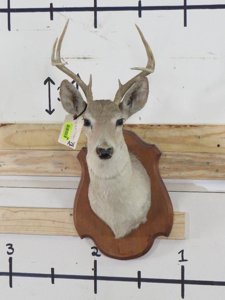 8Pt Whitetail Sh Mt on Plaque TAXIDERMY