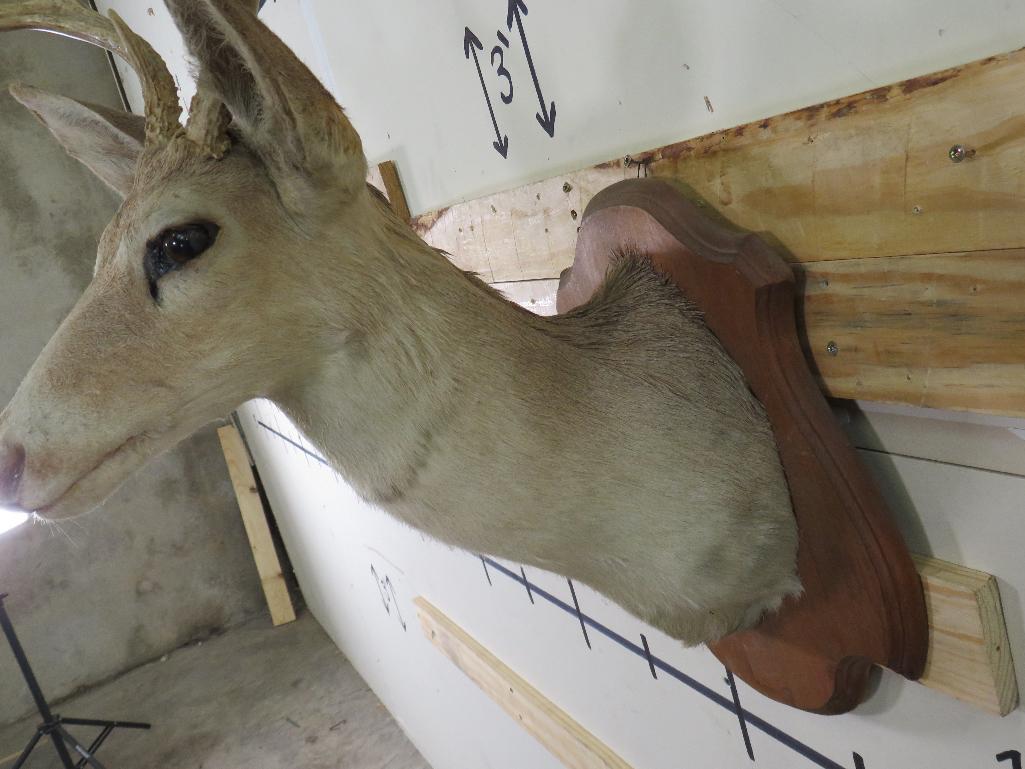 8Pt Whitetail Sh Mt on Plaque TAXIDERMY