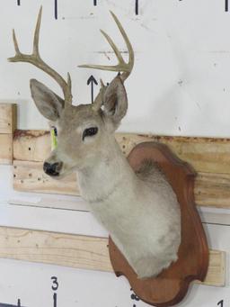 8Pt Whitetail Sh Mt on Plaque TAXIDERMY