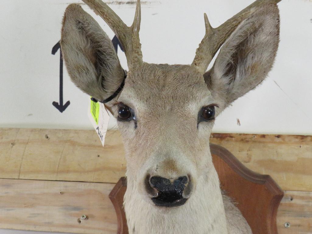 8Pt Whitetail Sh Mt on Plaque TAXIDERMY