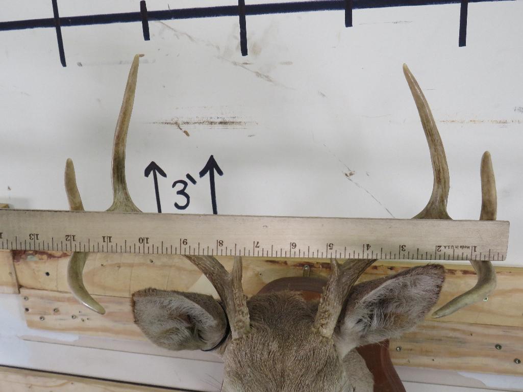 8Pt Whitetail Sh Mt on Plaque TAXIDERMY