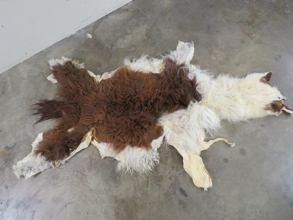 Alpaca Hide TAXIDERMY