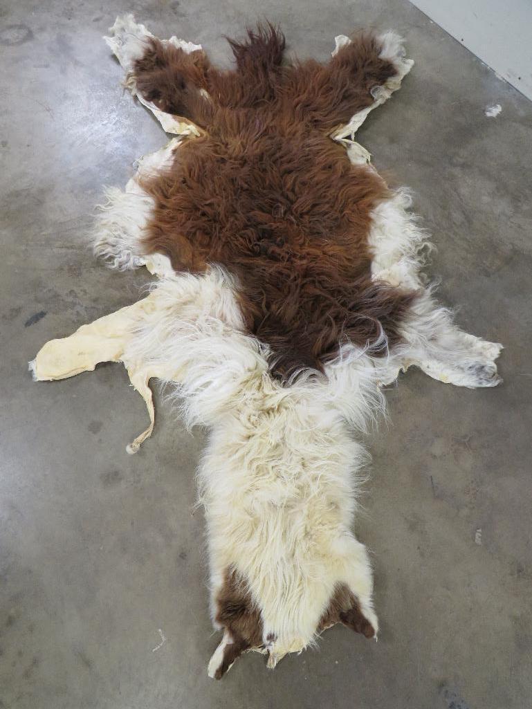 Alpaca Hide TAXIDERMY