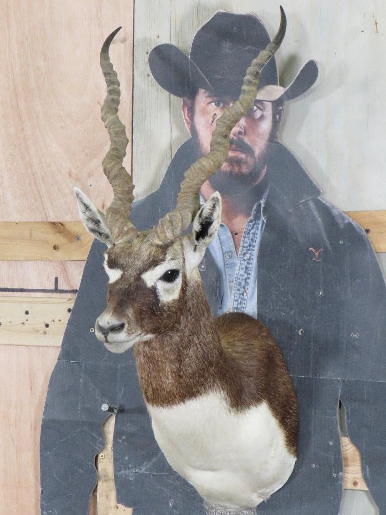 Blackbuck Sh Mt TAXIDERMY