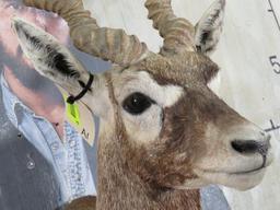 Blackbuck Sh Mt TAXIDERMY