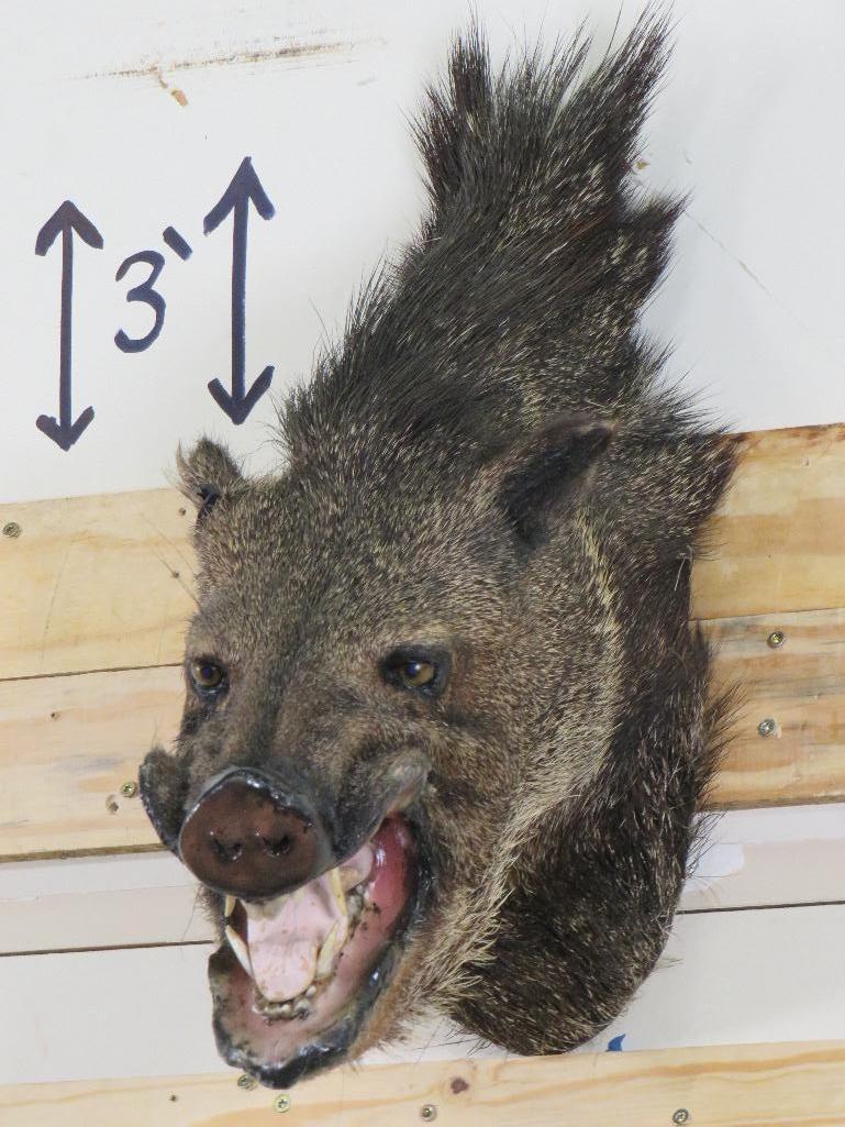 Javelina Sh Mt TAXIDERMY