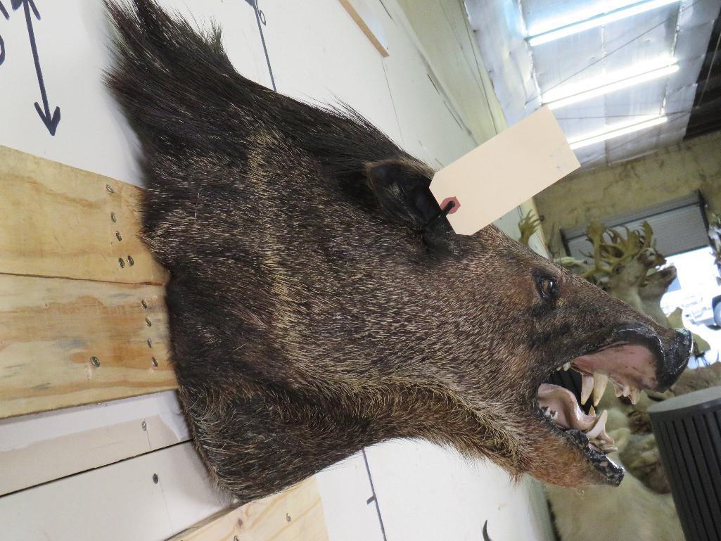 Javelina Sh Mt TAXIDERMY