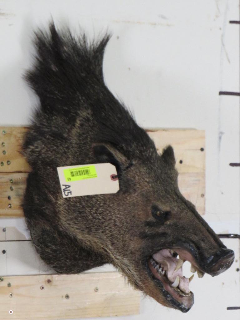 Javelina Sh Mt TAXIDERMY