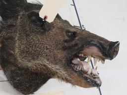 Javelina Sh Mt TAXIDERMY